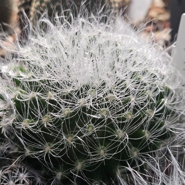 Mammillaria scheinvariana